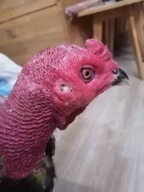 Triệu trứng của gà bị sưng phù đầu