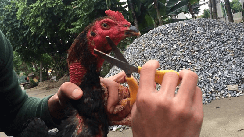 Hướng dẫn chăm sóc gà chọi sau khi cắt tai