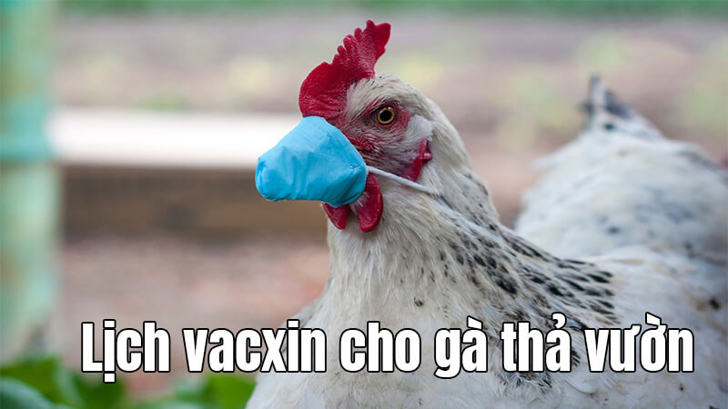 Lịch vacxin cho gà thả vườn mới nhất 