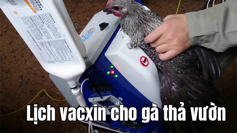 Tiêm vacxin cho gà thả vườn có tác dụng gì?
