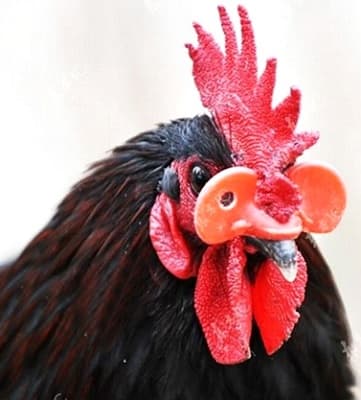 Vì sao kính đeo cho gà lại có màu đỏ?