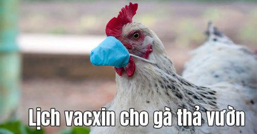 Lịch vacxin cho gà thả vườn của hiệp hội chăn nuôi