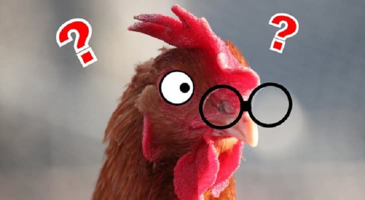 Tại sao phải đeo kính cho gà?