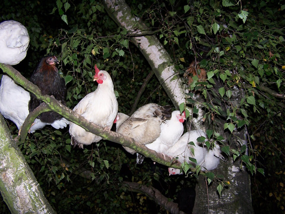 Hướng dẫn bí kíp nuôi gà đá ngủ trên cây hiệu quả