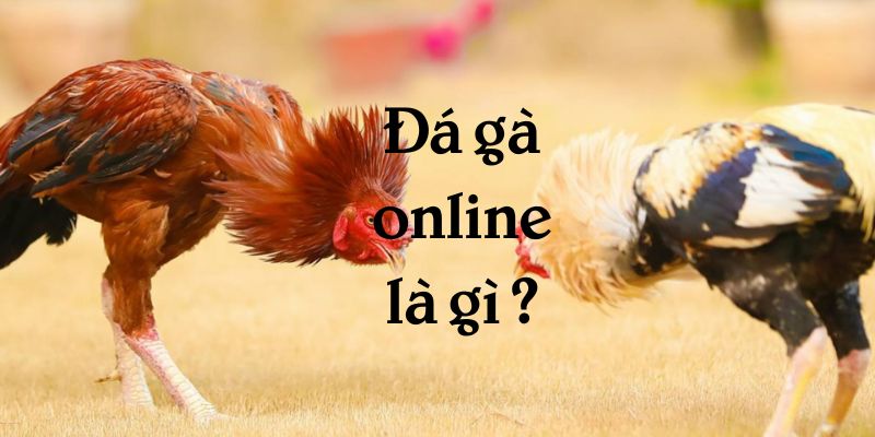 Đá gà online là gì ?